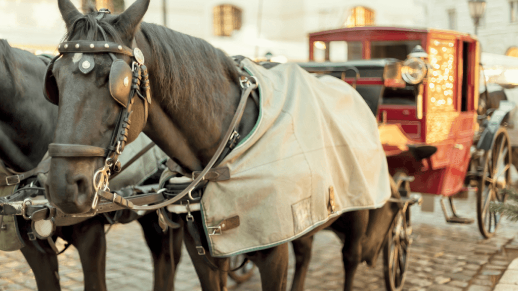 Horse-drawn carriage ride